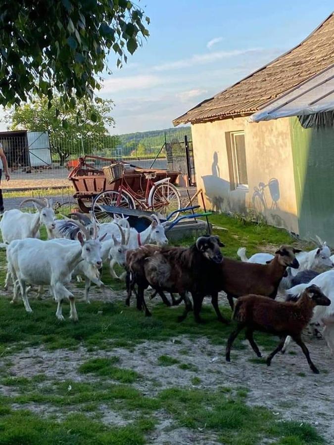 Zerkowice Gosp. Agroturystyczne Stary Gaj 빌라 외부 사진