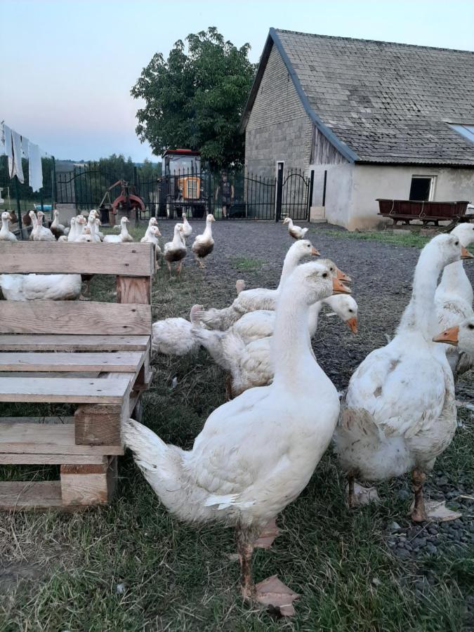 Zerkowice Gosp. Agroturystyczne Stary Gaj 빌라 외부 사진